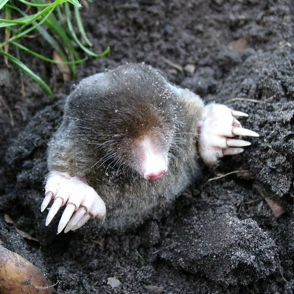 Moles