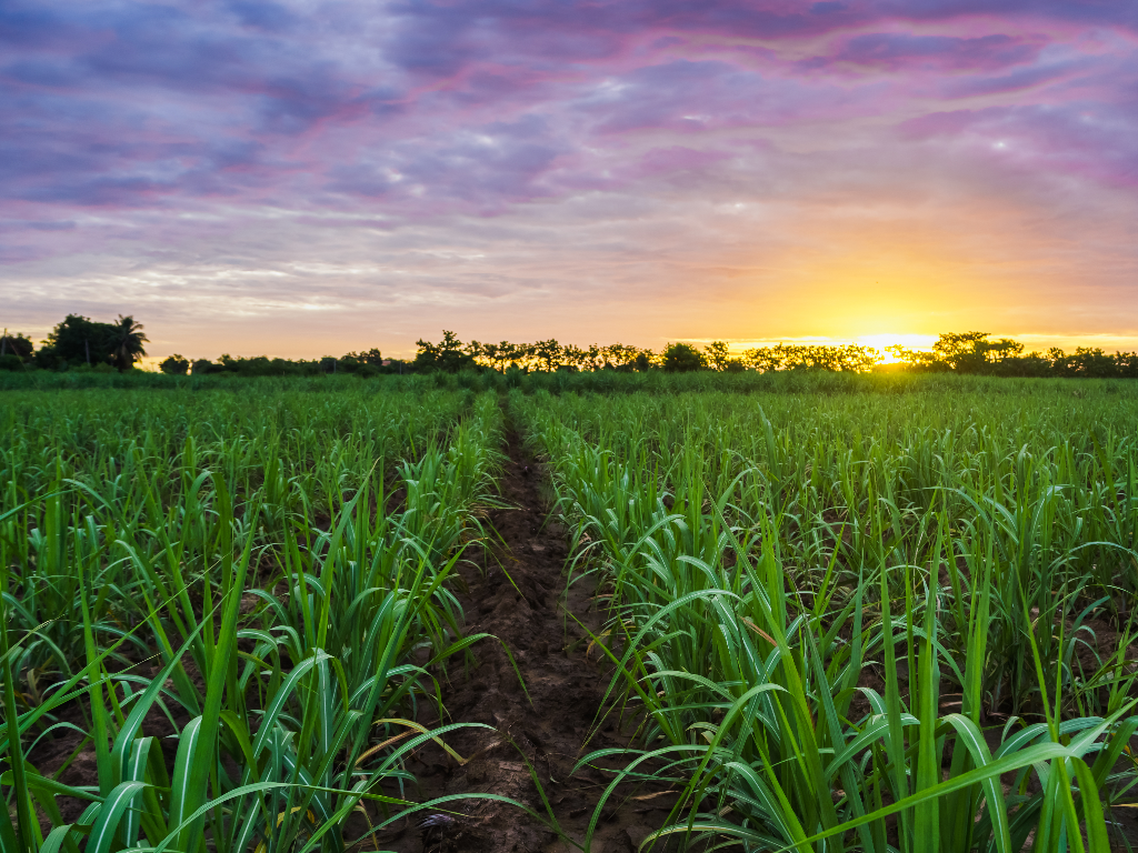 Confronting Kenya’S Land Ownership Crisis across the Sugar Industry