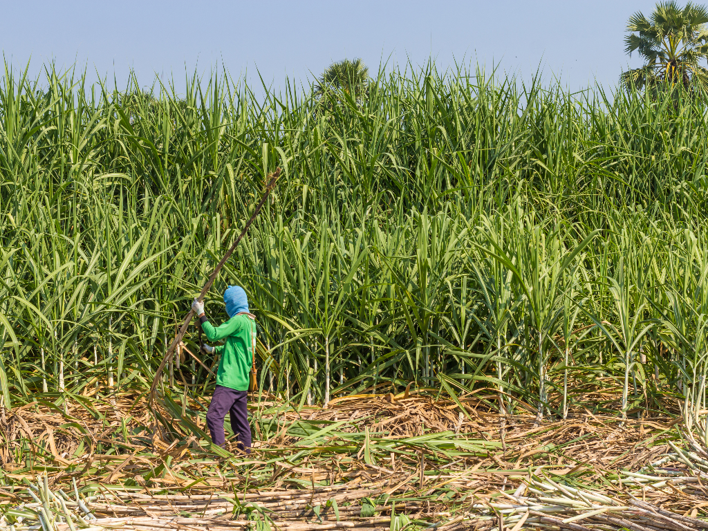 How the Kenya Sugar Board Can Promote Voluntary Land Consolidation