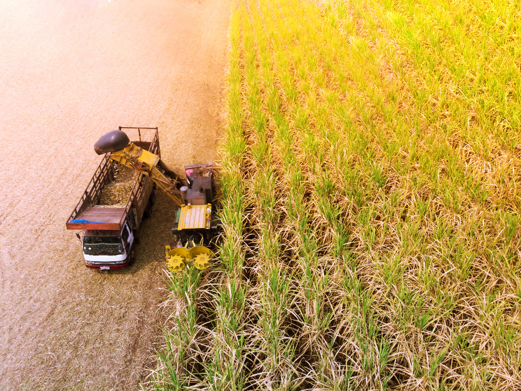 Press Review - Coast Sugarcane Output Rises on Good Rains