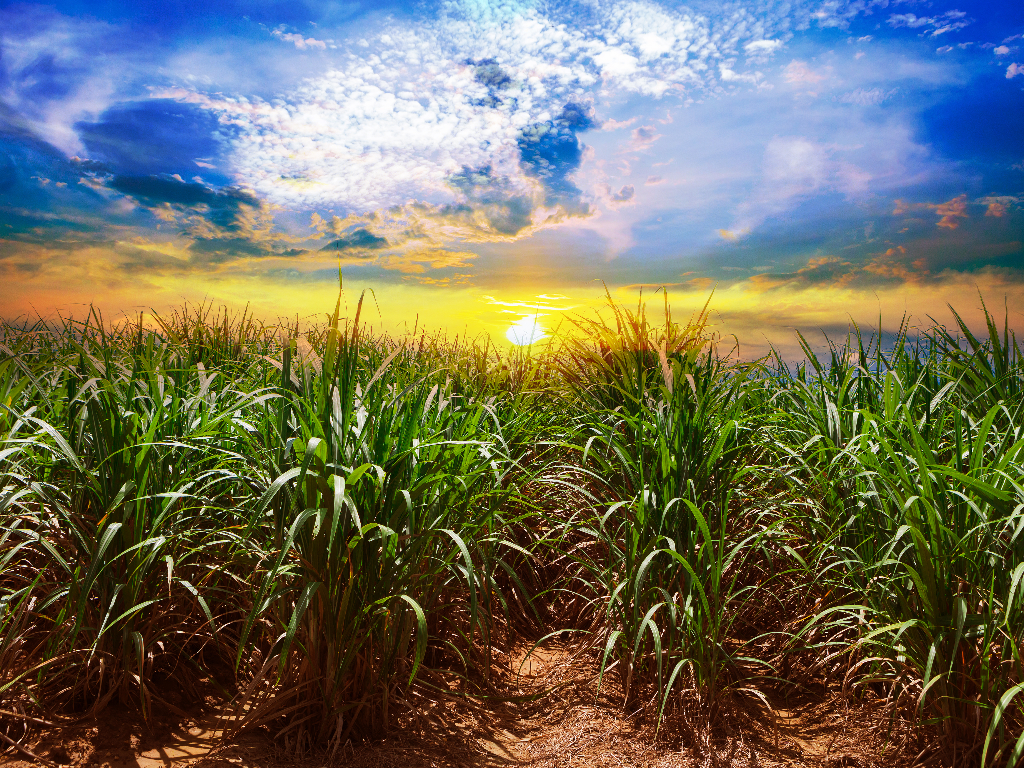 Seedcane Decentralization - Opportunities, Risks and Pathways for a Resilient Sugarcane Sector