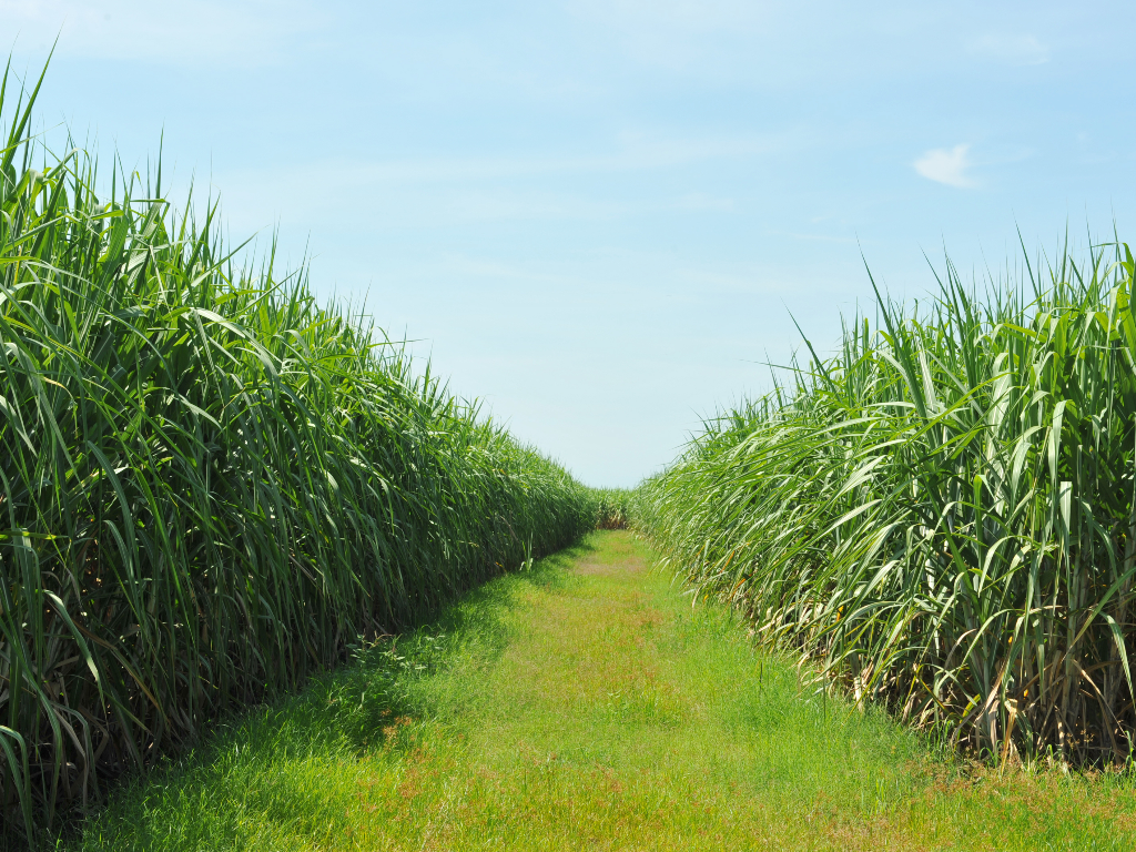 Western Kenya Climate Is the Most Ideal for Sugarcane Farming